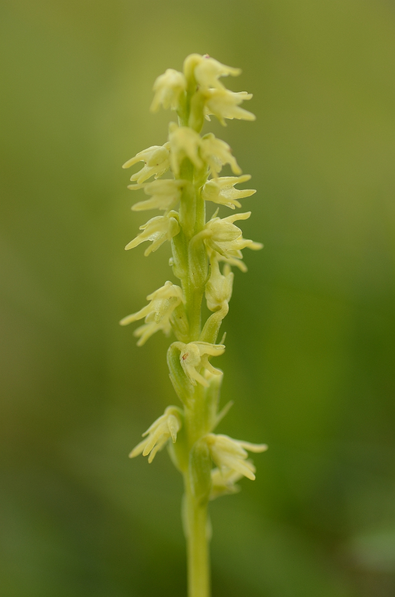 David Plant Photography - Wildlife Photography - Musk orchid - C.jpg - Musk orchid flower spike - Gloucestershire