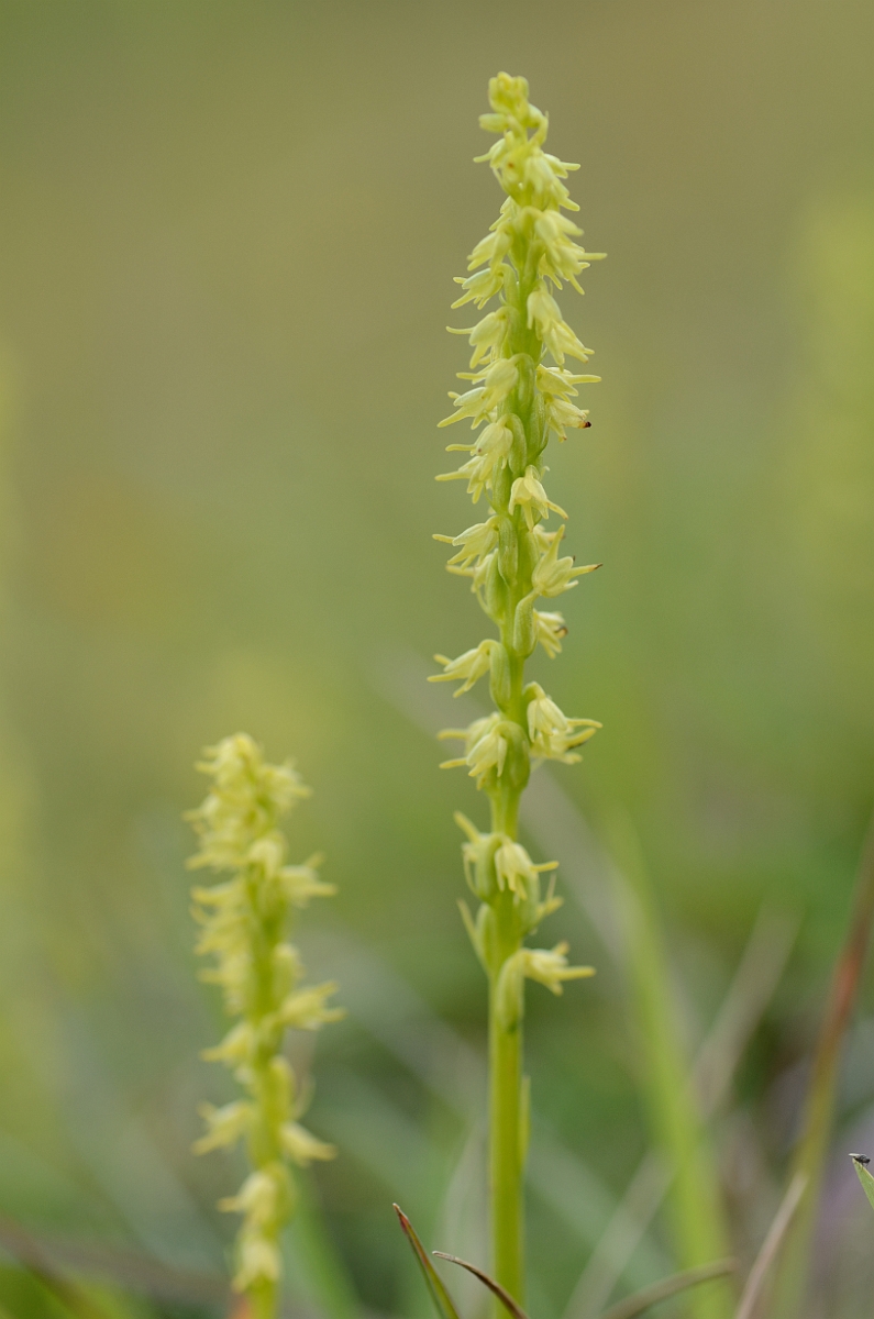 David Plant Photography - Wildlife Photography - Musk orchid - D.jpg - Musk orchid flower spike pair - Gloucestershire