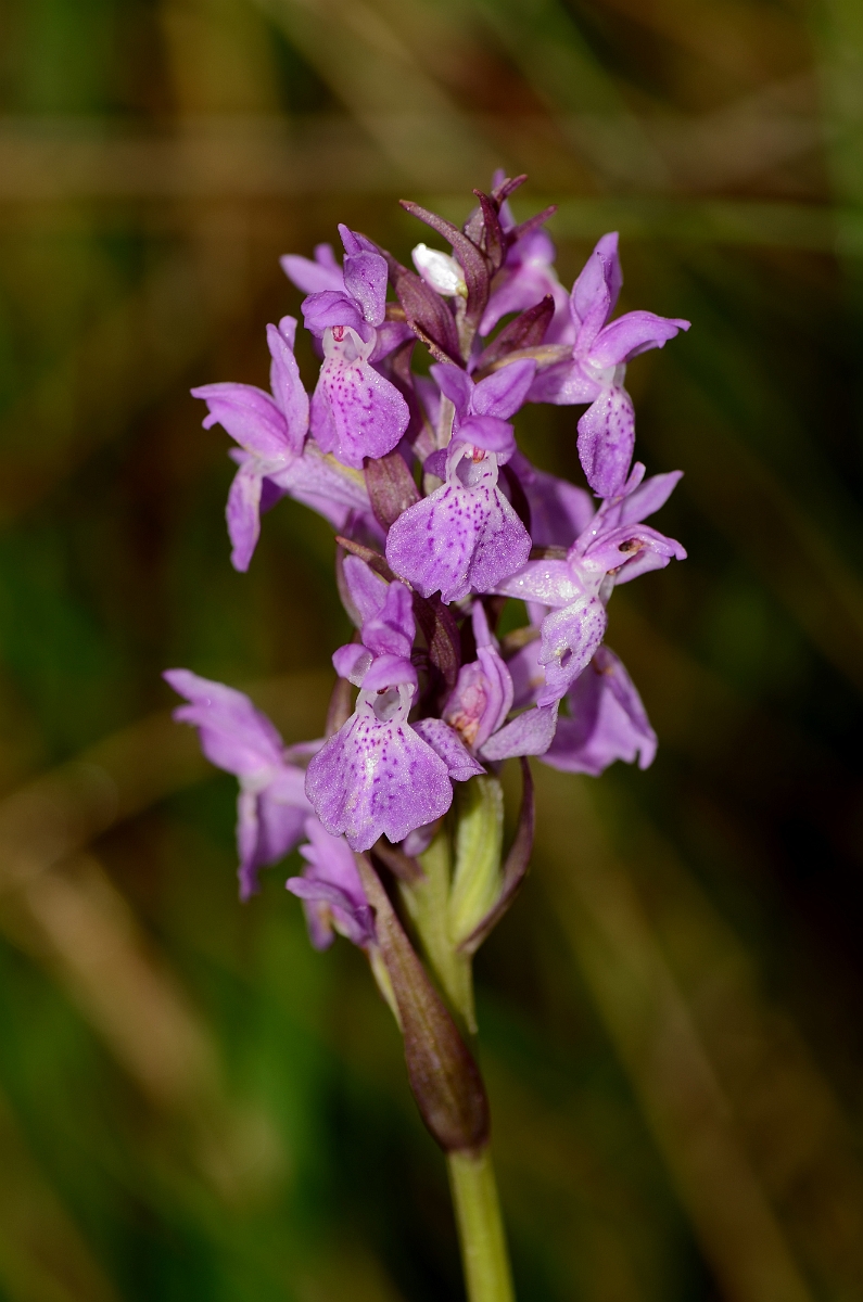David Plant Photography - Wildlife Photography - Narrow-leaved marsh orchid - A.jpg - Narrow-leaved marsh orchid flower spike - Norfolk