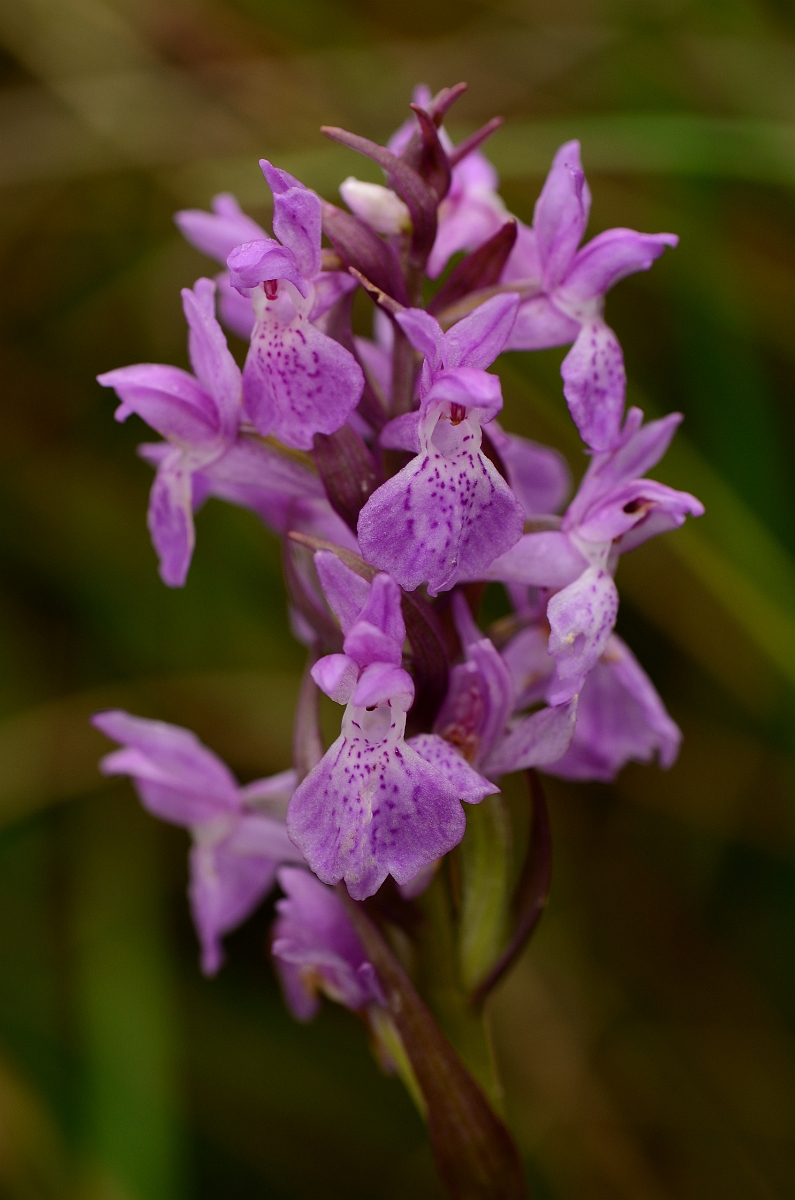 David Plant Photography - Wildlife Photography - Narrow-leaved marsh orchid - B.jpg - Narrow-leaved marsh orchid flower spike - Norfolk