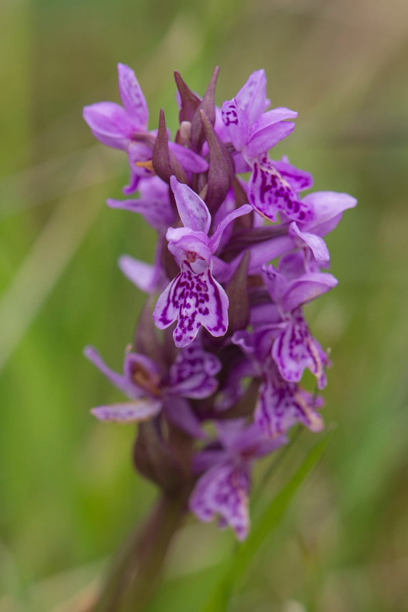David Plant Photography - Wildlife Photography - Narrow-leaved marsh orchid - F.jpg - Narrow-leaved marsh-orchid - Anglesey