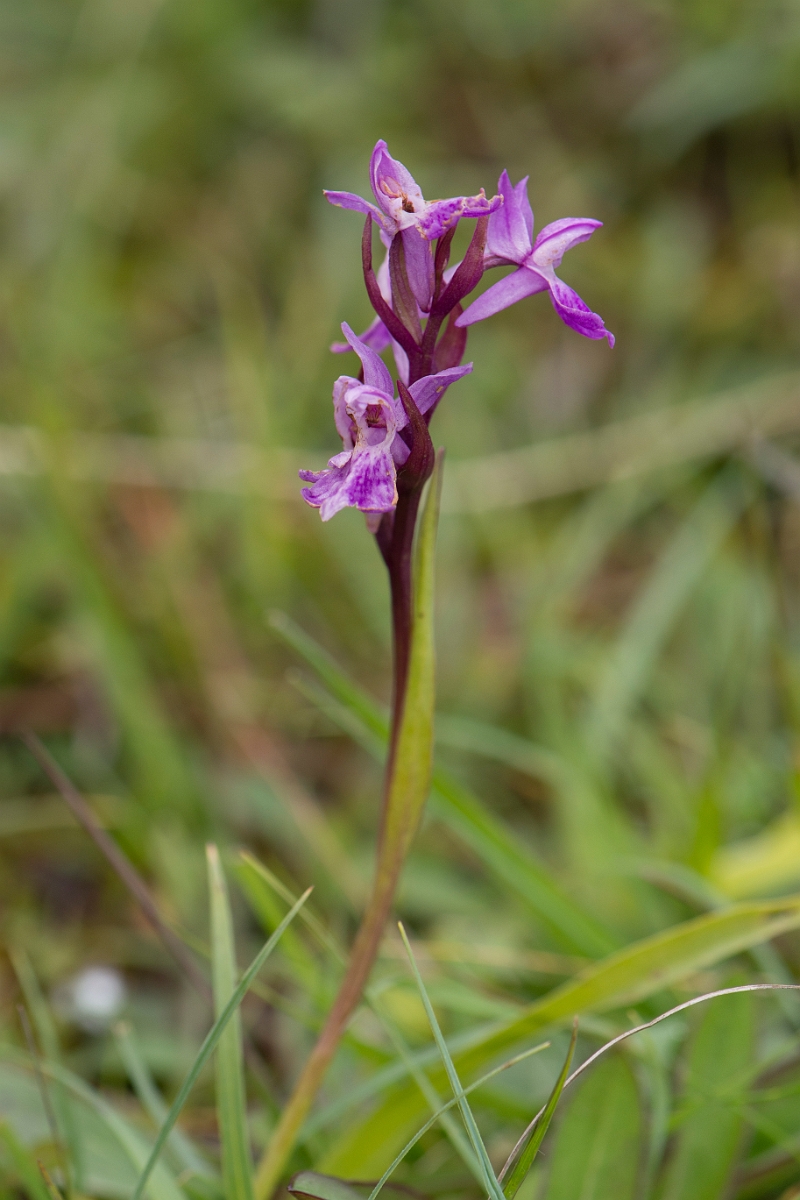 David Plant Photography - Wildlife Photography - Narrow-leaved marsh orchid - G.jpg - Narrow-leaved marsh-orchid plant - Anglesey