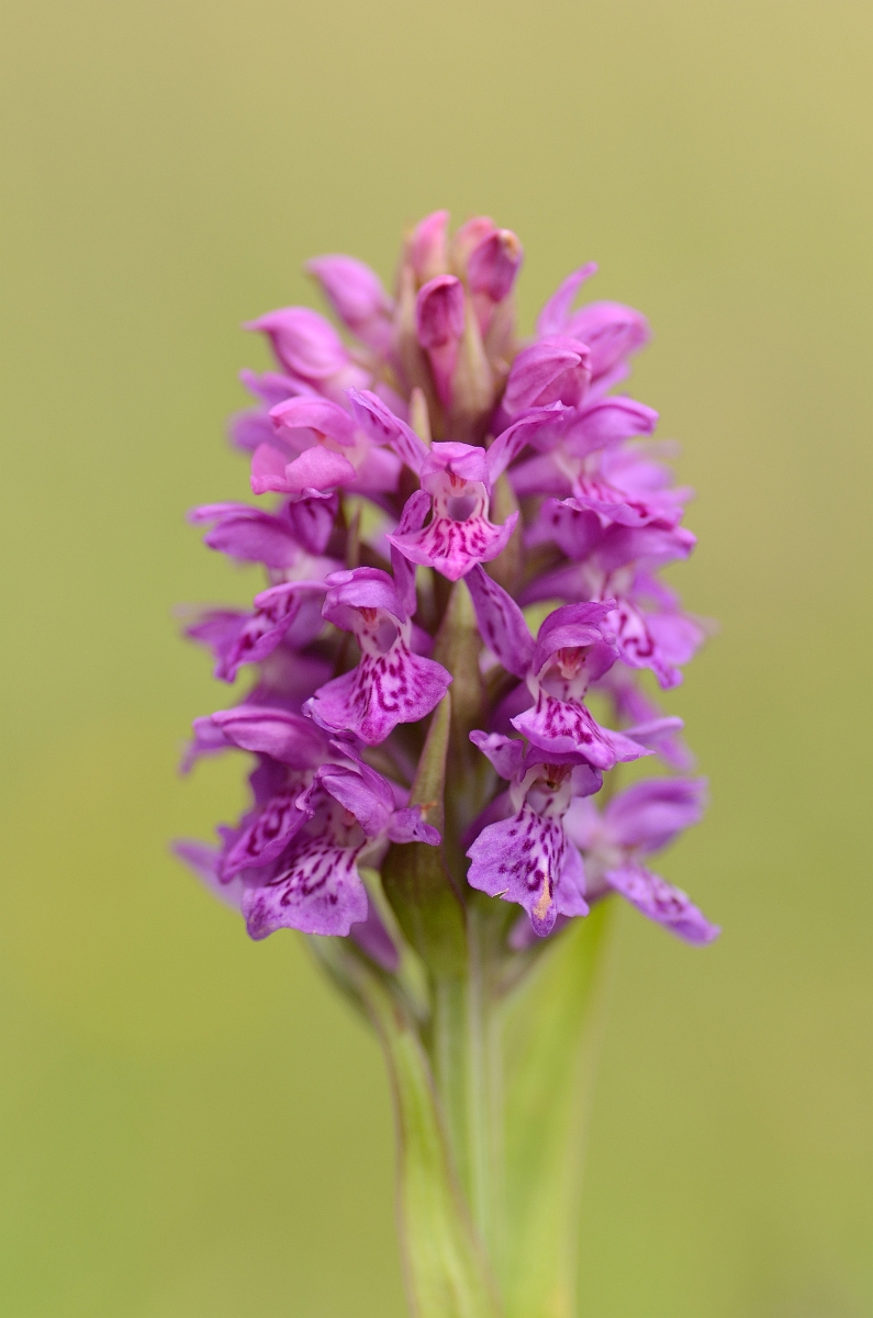 David Plant Photography - Wildlife Photography - Northern marsh orchid - B.jpg - Northern marsh orchid flowering spike - Angelsey