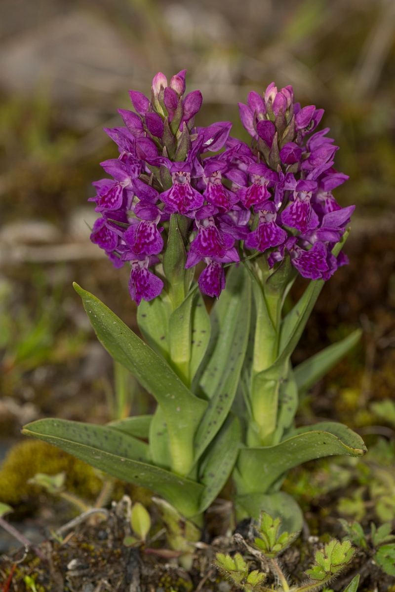 David Plant Photography - Wildlife Photography - Northern marsh orchid - D.jpg - Northern marsh orchid - Ayrshire