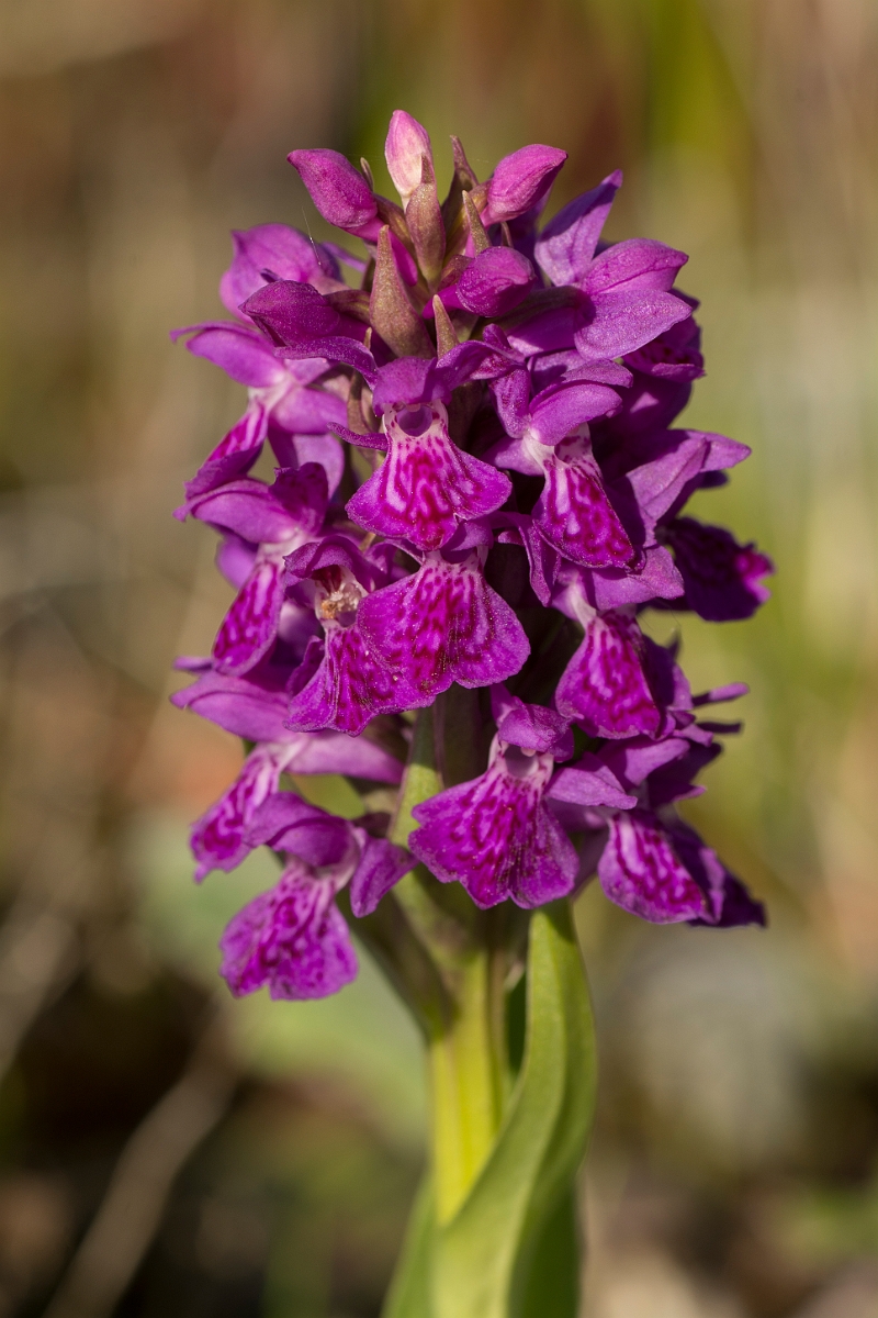 David Plant Photography - Wildlife Photography - Northern marsh orchid - E.jpg - Northern marsh orchid - Ayrshire