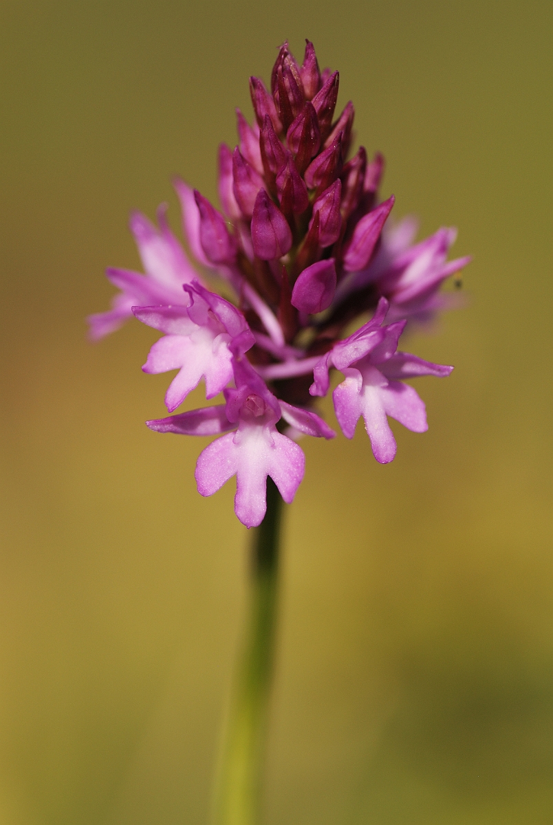 David Plant Photography - Wildlife Photography - Pyramidal orchid - A.jpg - Pyramidal orchid spike - Bedfordshire