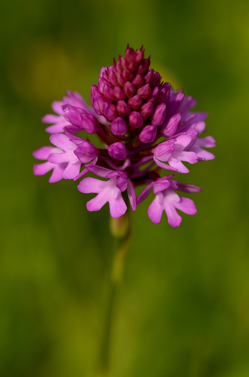David Plant Photography - Wildlife Photography - Pyramidal orchid - B.jpg - Pyramidal orchid flower spike - Oxfordshire