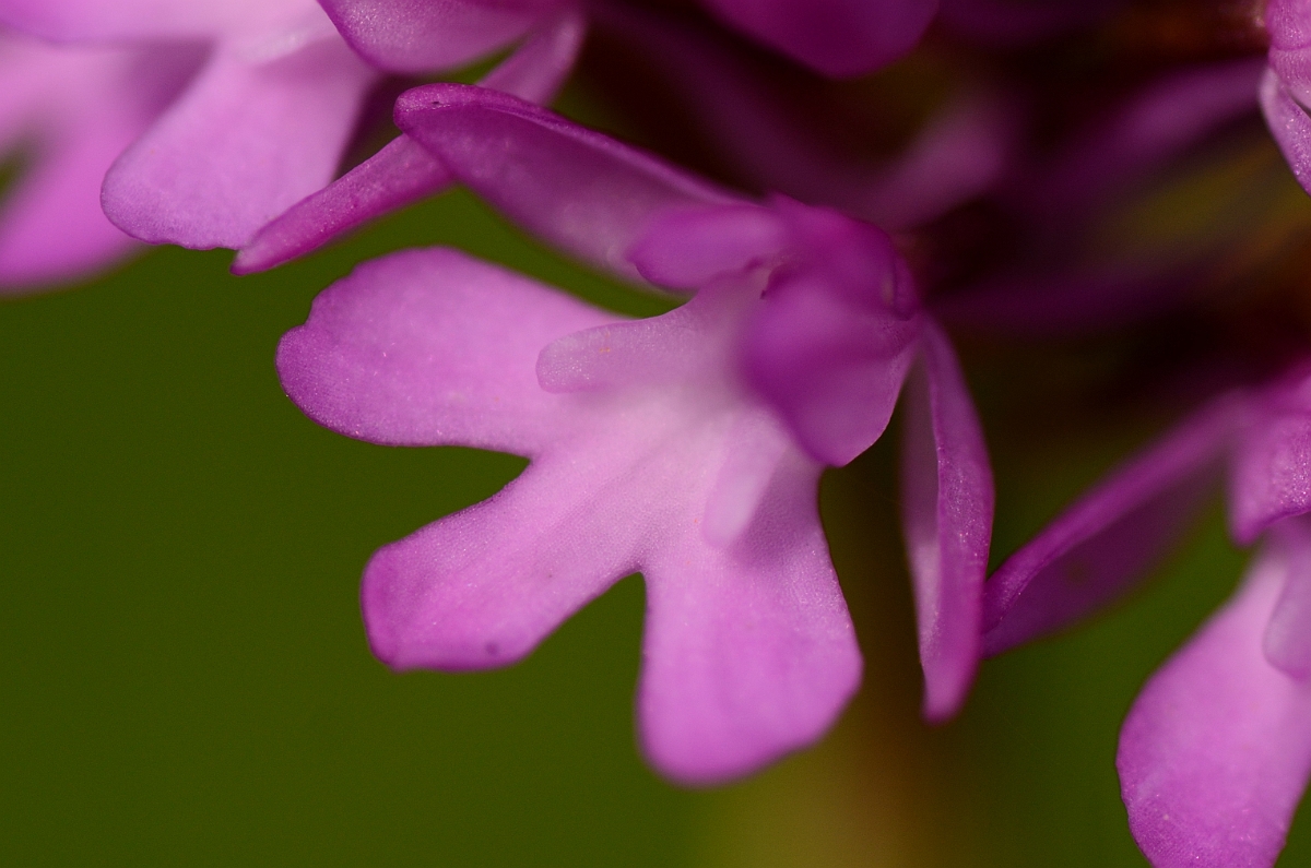 David Plant Photography - Wildlife Photography - Pyramidal orchid - C.jpg - Pyramidal orchid flower - Oxfordshire