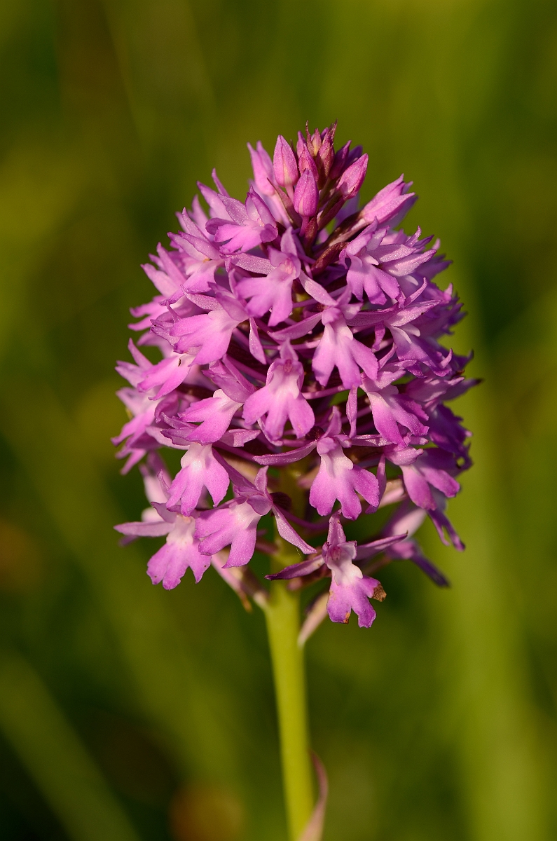 David Plant Photography - Wildlife Photography - Pyramidal orchid - E.jpg - Pyramidal orchid spike - Kent