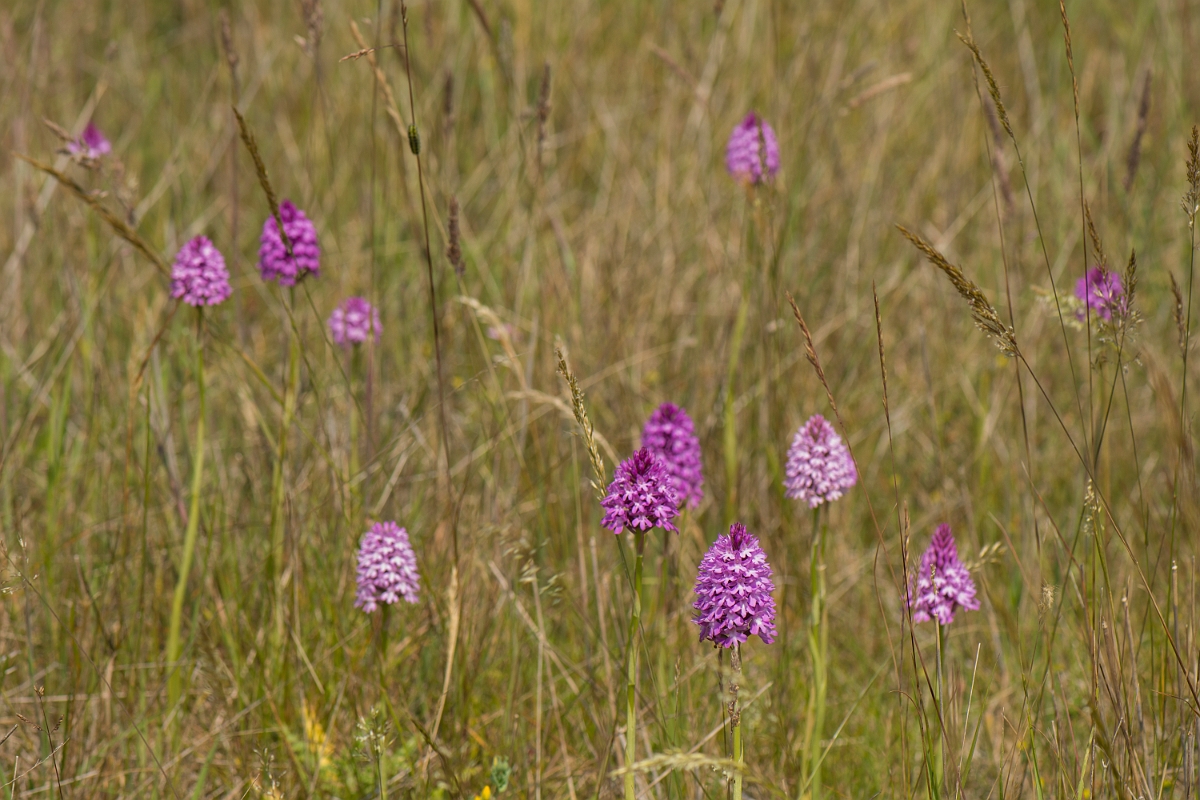 David Plant Photography - Wildlife Photography - Pyramidal orchid - G.jpg - Pyramidal orchids - Kent