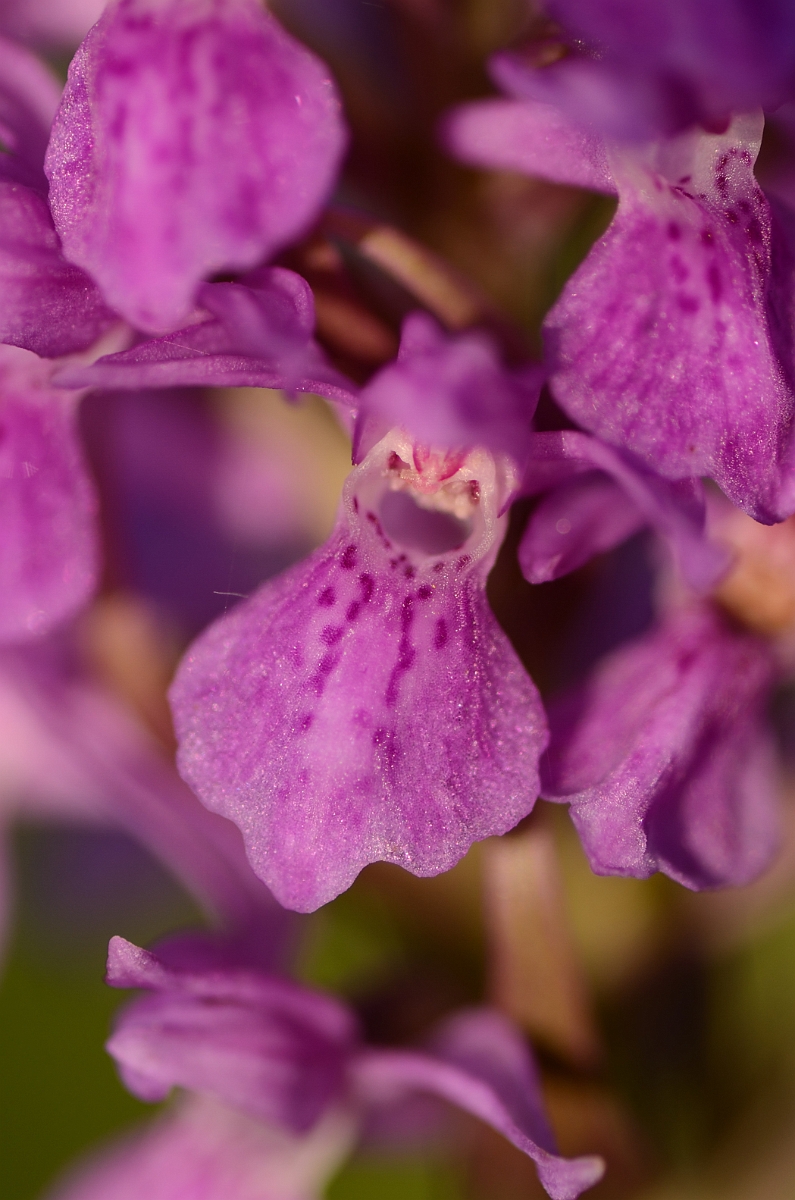 David Plant Photography - Wildlife Photography - Southern marsh orchid - B.jpg - Southern marsh orchid flower - Hertfordshire