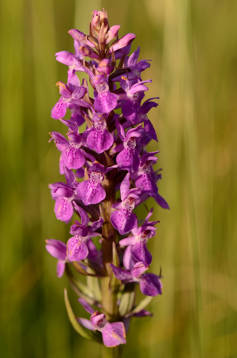 David Plant Photography - Wildlife Photography - Southern marsh orchid - C.jpg - Southern marsh orchid flower spike - Hertfordshire