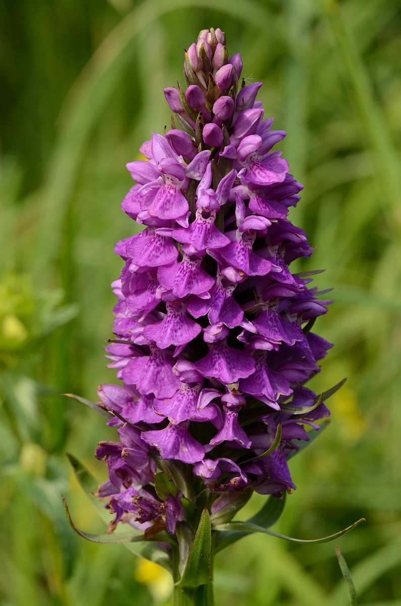 David Plant Photography - Wildlife Photography - Southern marsh orchid - F.jpg - Southern marsh orchid spike - Bridgend