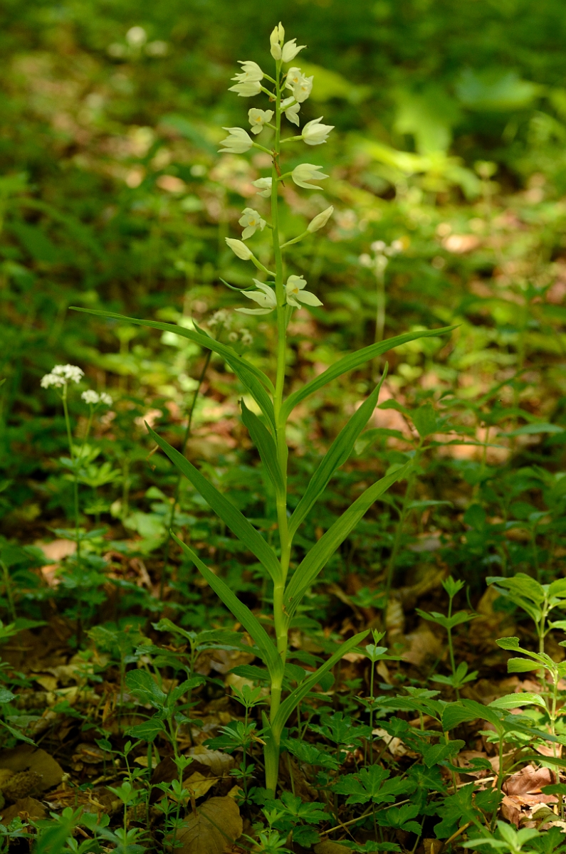 David Plant Photography - Wildlife Photography - Sword-leaved helleborine - D.jpg - Sword-leaved helleborine plant - Hampshire