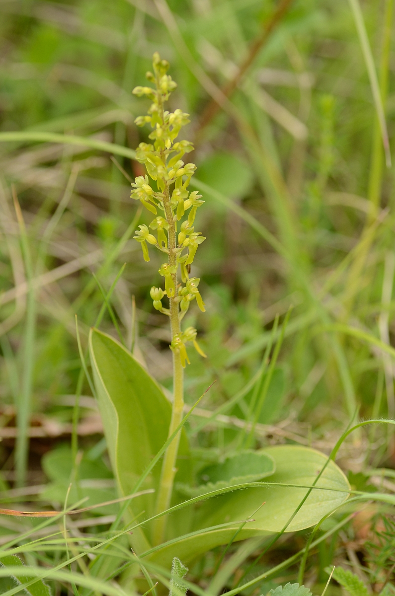 David Plant Photography - Wildlife Photography - Twayblade - A.jpg - Common twayblade plant - Oxfordshire