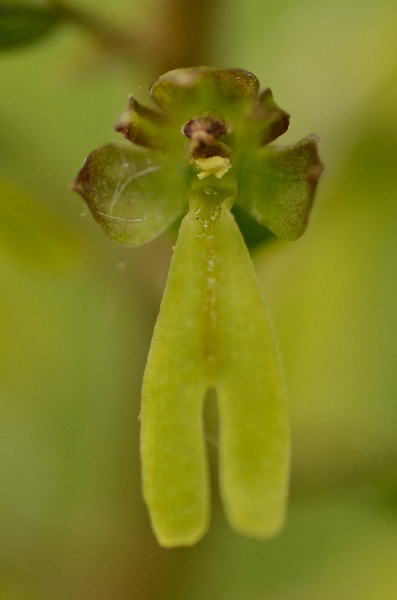 David Plant Photography - Wildlife Photography - Twayblade - B.jpg - Common twayblade flower - Oxfordshire