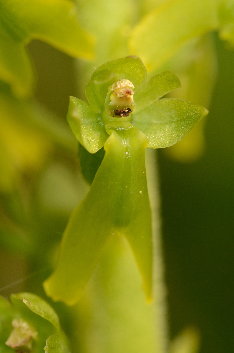 David Plant Photography - Wildlife Photography - Twayblade - D.jpg - Common twayblade flower - Kent