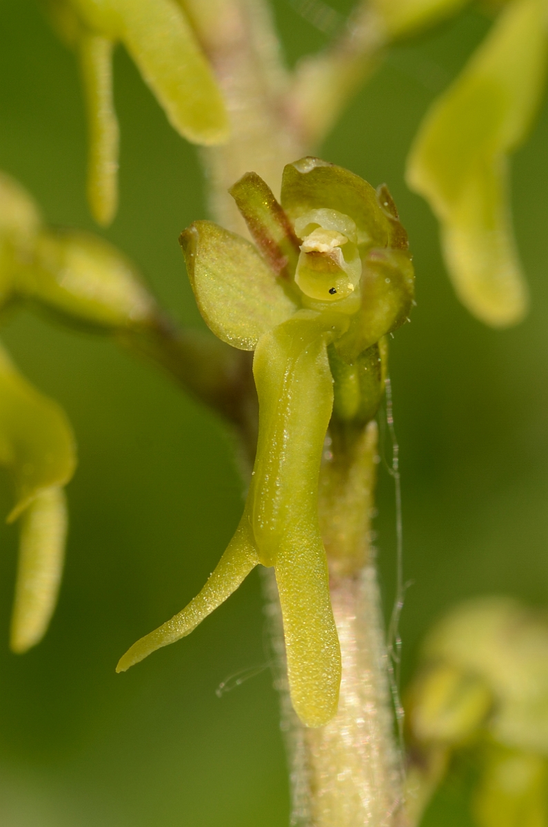 David Plant Photography - Wildlife Photography - Twayblade - E.jpg - Common twayblade flower - Bedfordshire