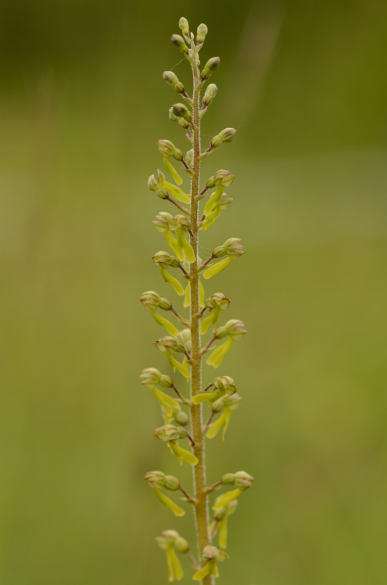 David Plant Photography - Wildlife Photography - Twayblade - F.jpg - Common twayblade spike - Oxfordshire