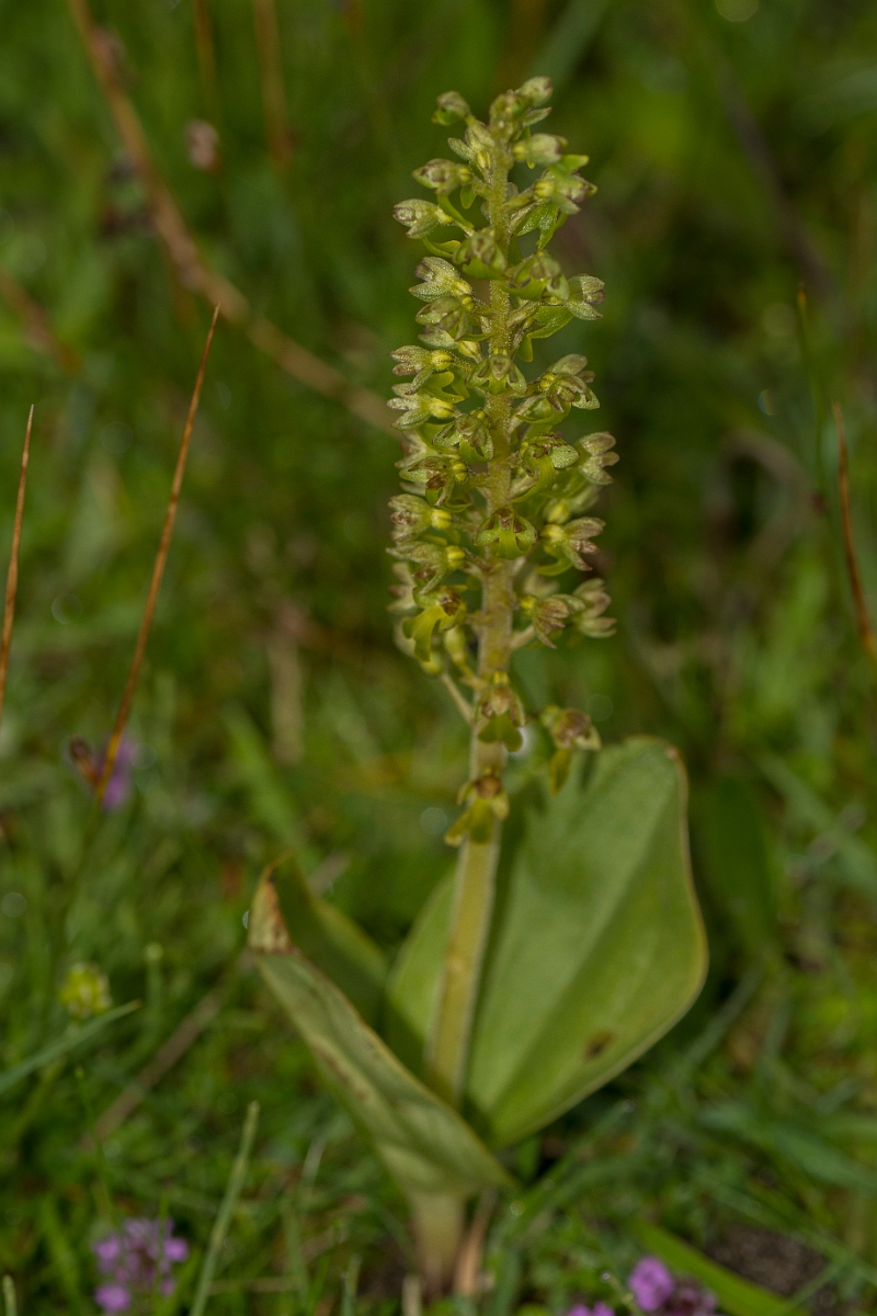 David Plant Photography - Wildlife Photography - Twayblade - I.jpg - Common twayblade - Caithness