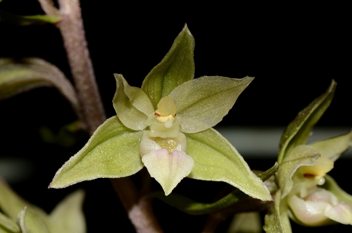 David Plant Photography - Wildlife Photography - Violet helleborine - E.jpg - Violet helleborine fower - Oxfordshire