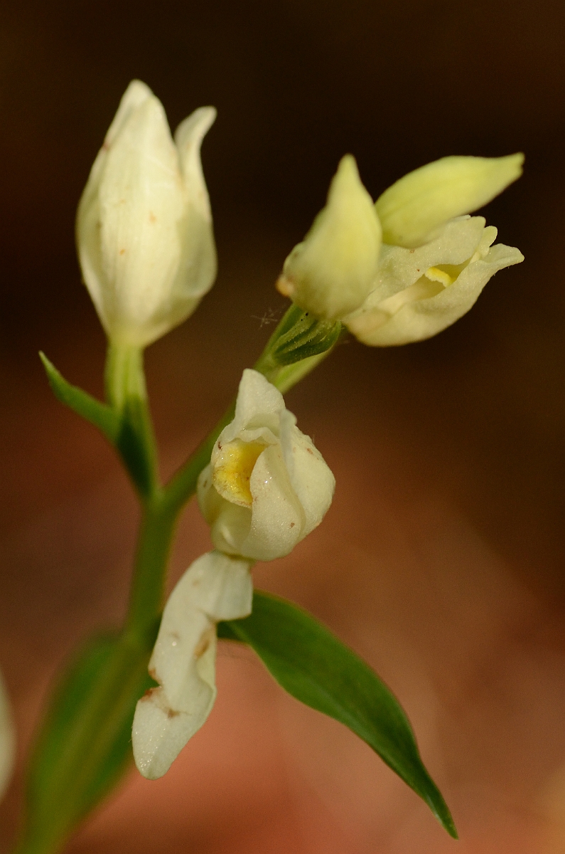 David Plant Photography - Wildlife Photography - White helleborine - B.jpg - White helleborine flower - Hertfordshire