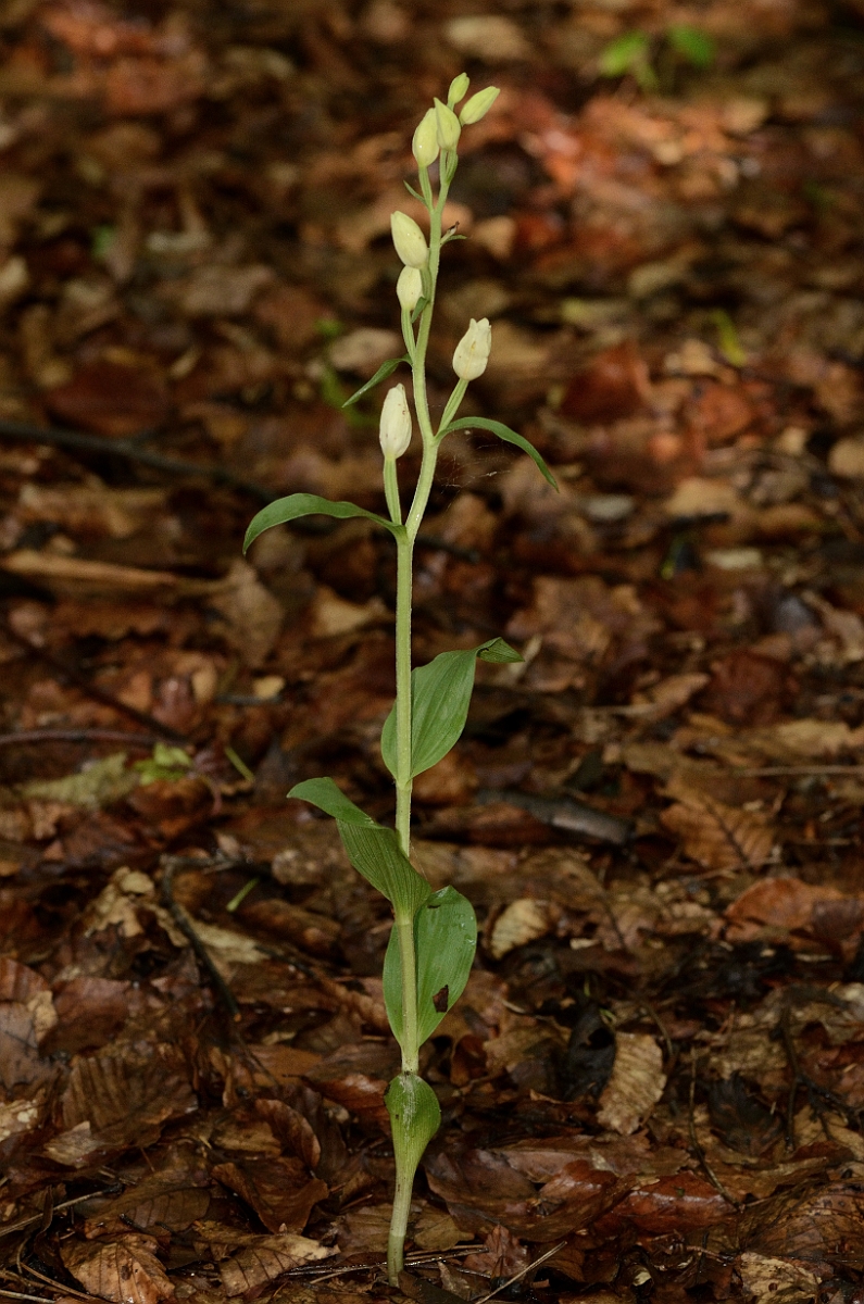 David Plant Photography - Wildlife Photography - White helleborine - C.jpg - White helleborine plant - Hertfordshire