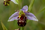 David Plant Photography - Wildlife Photography - Bee orchid - L