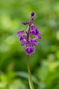 David Plant Photography - Wildlife Photography - Early purple orchid - L