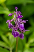 David Plant Photography - Wildlife Photography - Early purple orchid - M