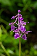 David Plant Photography - Wildlife Photography - Early purple orchid - N