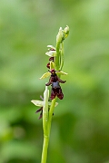 David Plant Photography - Wildlife Photography - Fly orchid - I