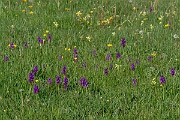 David Plant Photography - Wildlife Photography - Green-winged orchid - G