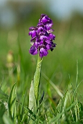 David Plant Photography - Wildlife Photography - Green-winged orchid - H