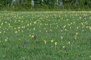David Plant Photography - Wildlife Photography - Green-winged orchid - J
