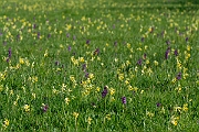 David Plant Photography - Wildlife Photography - Green-winged orchid - K