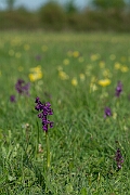 David Plant Photography - Wildlife Photography - Green-winged orchid - L