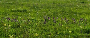 David Plant Photography - Wildlife Photography - Green-winged orchid - N