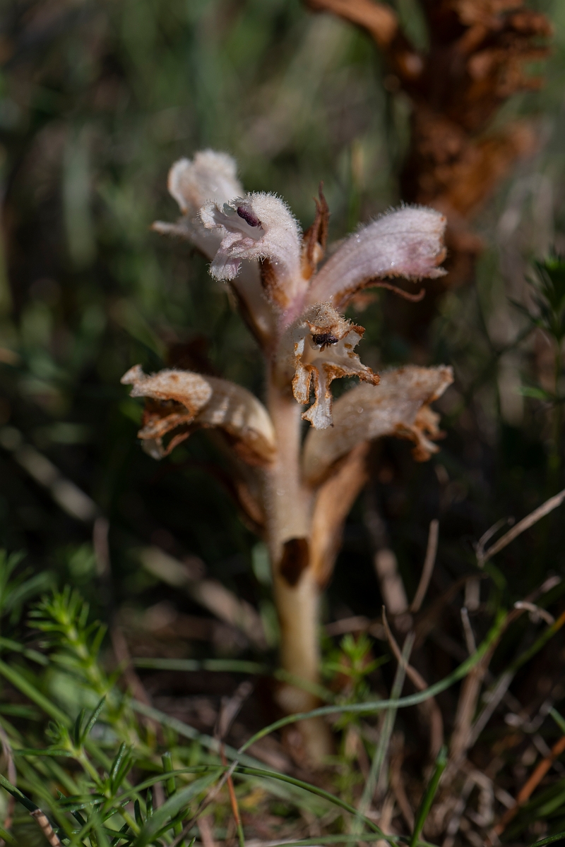 David Plant Photography - Wildlife Photography - Bedstraw broomrape - B.JPG - Bedstraw broomrape - Kent