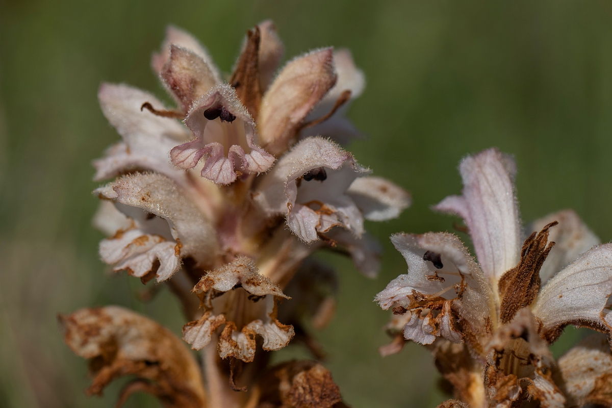 David Plant Photography - Wildlife Photography - Bedstraw broomrape - E.JPG - Bedstraw broomrape - Kent