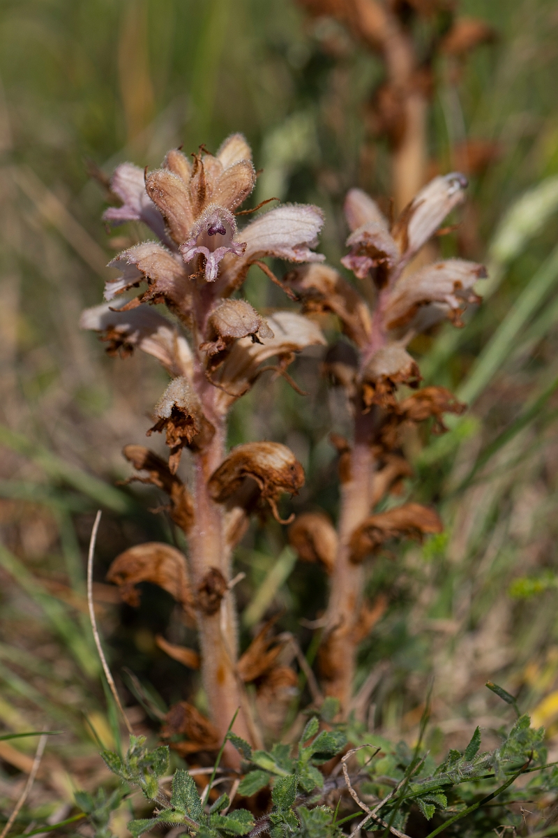 David Plant Photography - Wildlife Photography - Bedstraw broomrape - F.JPG - Bedstraw broomrape - Kent