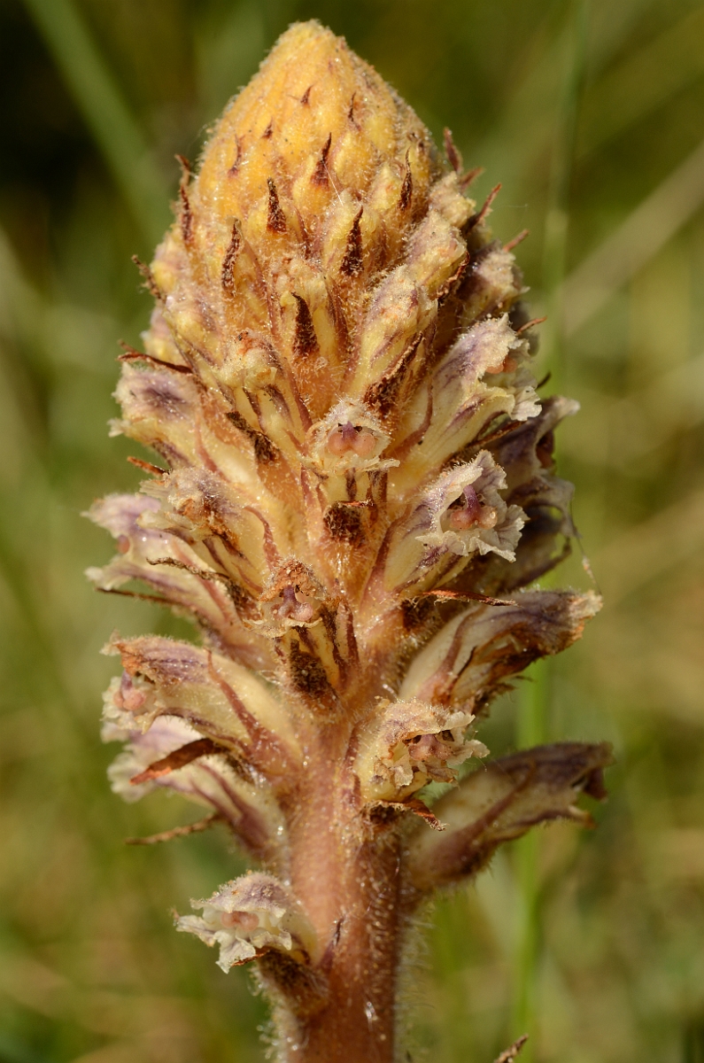 David Plant Photography - Wildlife Photography - Common broomrape - B.jpg - Common broomrape flower spike - Bridgend