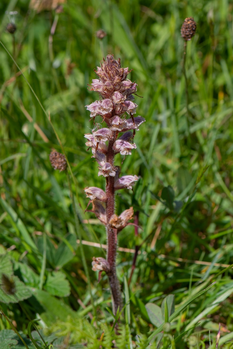 David Plant Photography - Wildlife Photography - Common broomrape - C.JPG - Common broomrape - Bridgend