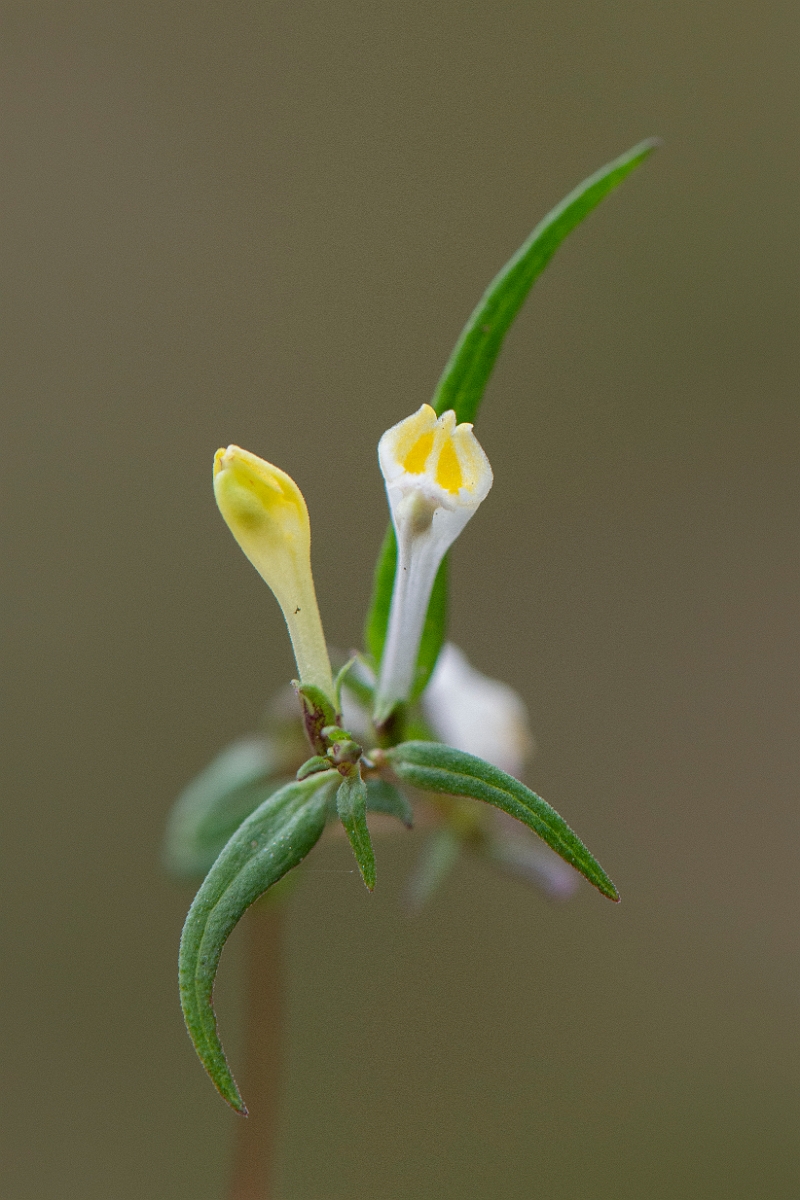 David Plant Photography - Wildlife Photography - Common cow-wheat - F.JPG - Common cow-wheat - Cairngorms