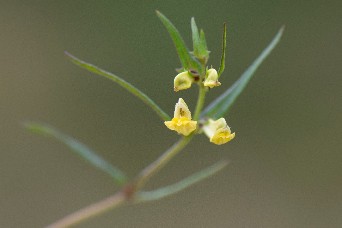 David Plant Photography - Wildlife Photography - Common cow-wheat - G.JPG - Common cow-wheat - Cairngorms