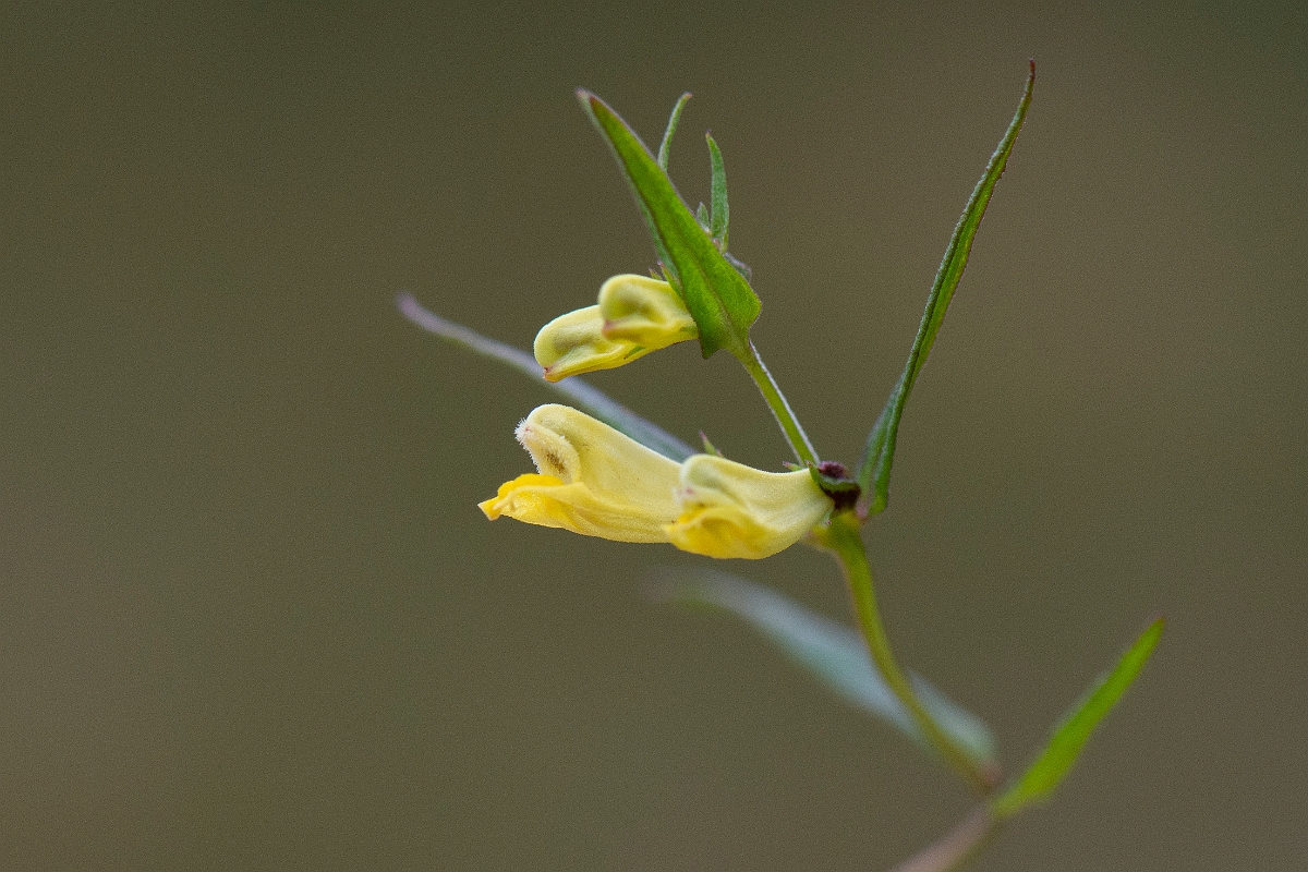 David Plant Photography - Wildlife Photography - Common cow-wheat - I.JPG - Common cow-wheat - Cairngorms