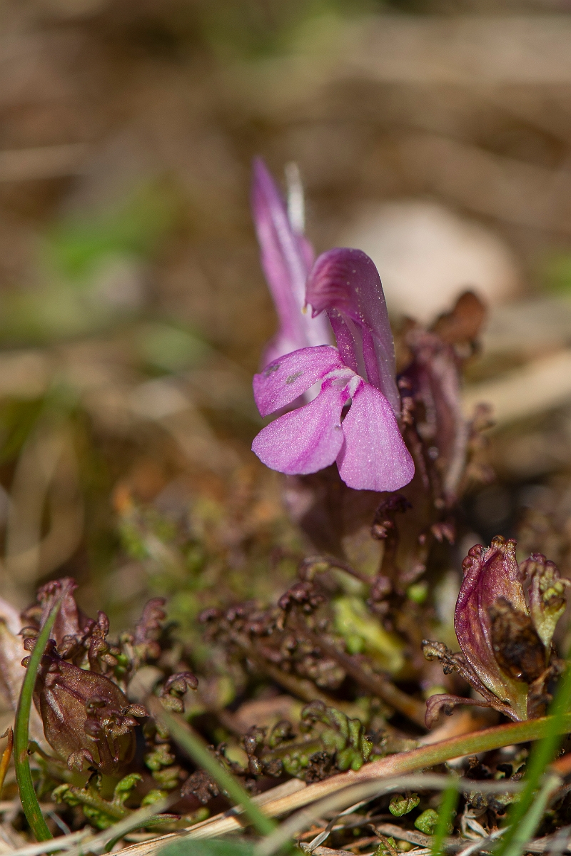 David Plant Photography - Wildlife Photography - Common lousewort - F.JPG - Common lousewort - Argyll