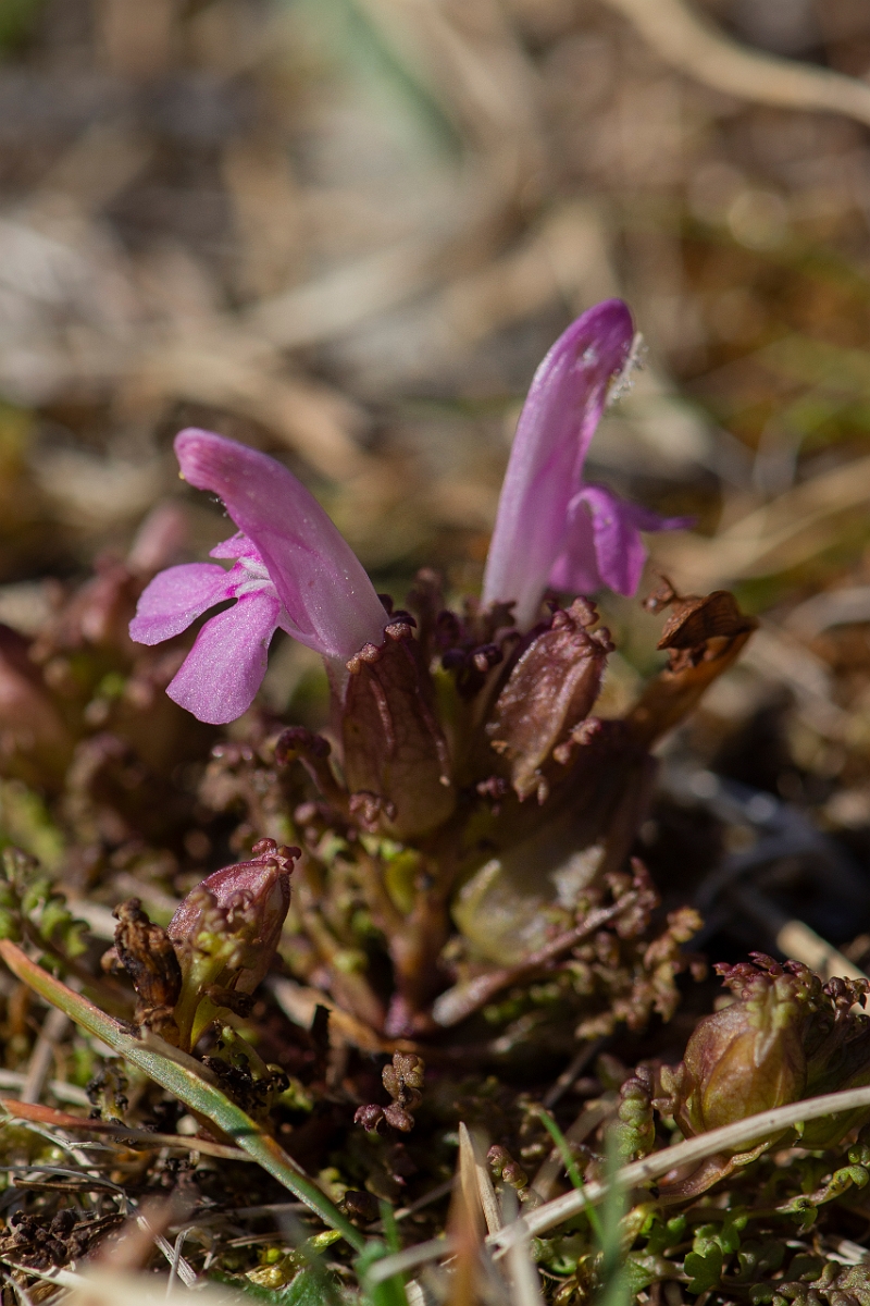 David Plant Photography - Wildlife Photography - Common lousewort - G.JPG - Common lousewort - Argyll