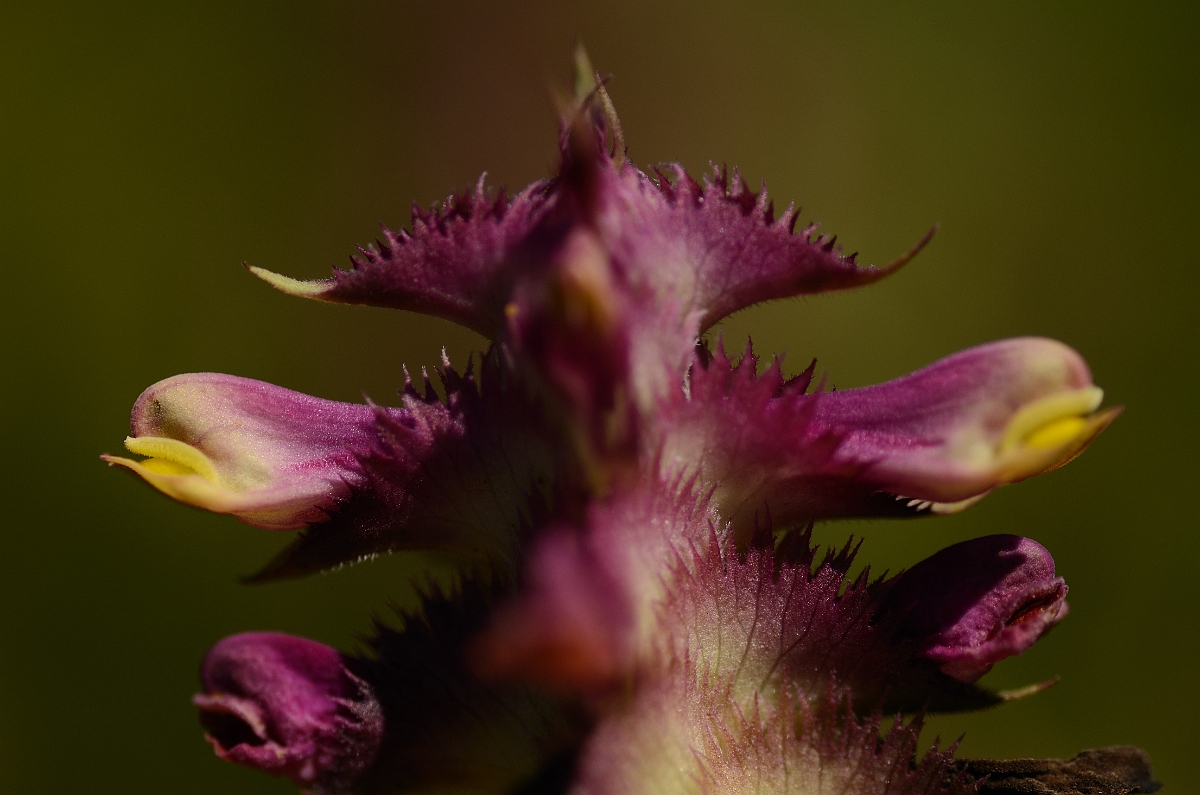 David Plant Photography - Wildlife Photography - Crested cow-wheat - B.jpg - Crested cow-wheat - Bedfordshire