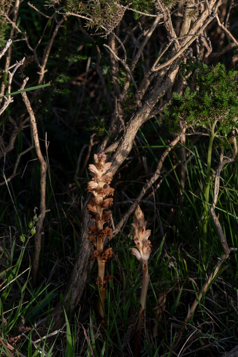 David Plant Photography - Wildlife Photography - Greater broomrape - A.jpg - Greater broomrape, Orobanche rapum-genistae, plants on gorse host - Devon